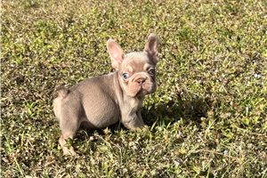 Annabell - French Bulldog for sale