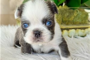 Callie - puppy for sale