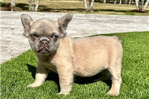 Gigi - French Bulldog for sale