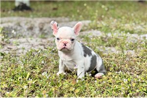 Sparrow - French Bulldog for sale