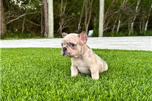 Gilbert - French Bulldog for sale