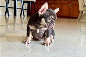 Cecile - French Bulldog for sale
