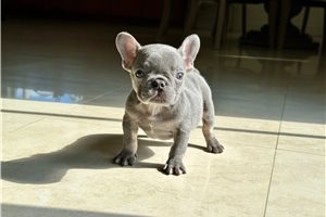 Gilroy - French Bulldog for sale