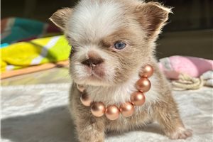 Alice - puppy for sale