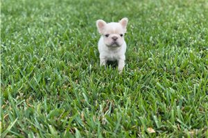 Bach - French Bulldog for sale