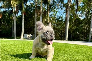 Chad - French Bulldog for sale