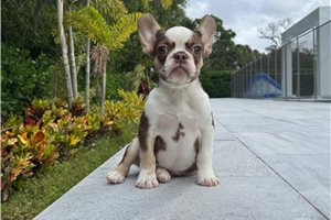 Amelia - French Bulldog for sale