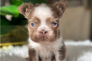 Chance - puppy for sale