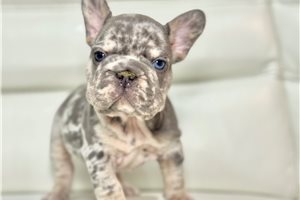 Brooklyn - French Bulldog for sale