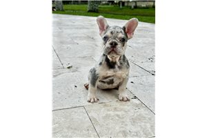 Ashlynn - French Bulldog for sale