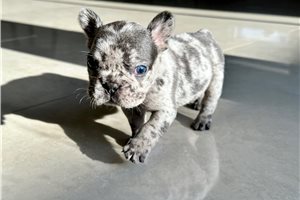 Gage - puppy for sale