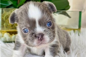 Cindy - French Bulldog for sale