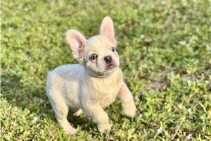 Chet - French Bulldog for sale
