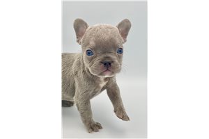 Tison - French Bulldog for sale