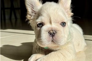 Caspian - puppy for sale