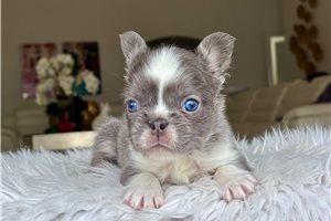 Cindy - French Bulldog for sale