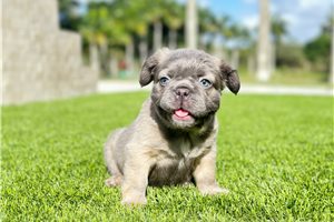 Ursa - French Bulldog for sale