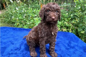 Raynor - Goldendoodle for sale