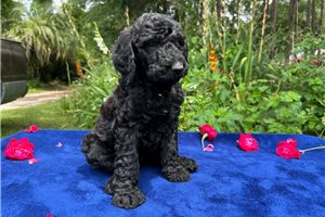 Reef - puppy for sale