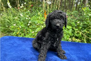 Rima - puppy for sale
