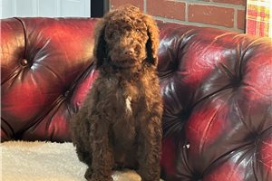 Raynor - Goldendoodle for sale