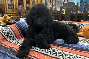 Ripley - Goldendoodle for sale