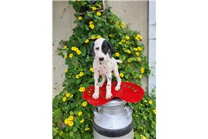 Finn - Dalmatian for sale