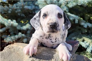 Dalmatian for Sale | Puppies | Pawrade.com