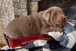 Braydon - puppy for sale