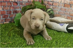 Dash - puppy for sale