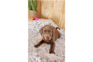 Gracelynn - puppy for sale