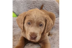 Matilde - puppy for sale