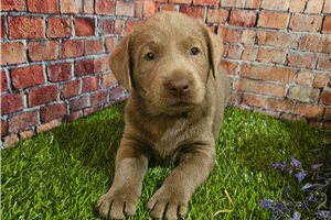 Dora - Labrador Retriever for sale