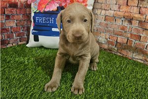 Delta - Labrador Retriever for sale