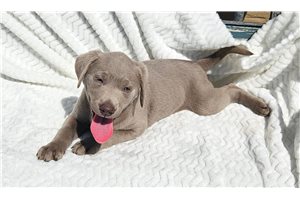 Juniper - Labrador Retriever for sale