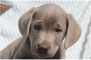 Julian - puppy for sale