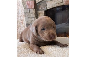 Oksana - puppy for sale