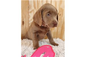 Annmarie - puppy for sale