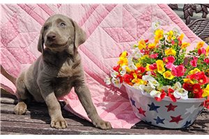 Dora - Labrador Retriever for sale