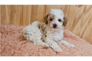 Beverly - puppy for sale