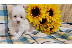 Billie - puppy for sale