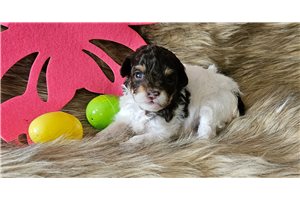 Bex - puppy for sale
