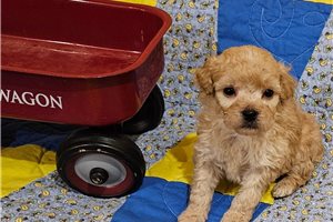 Biscuit - Toy Poodle for sale
