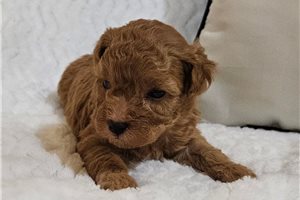 Burt - puppy for sale