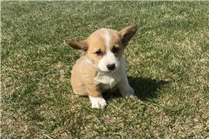 Darrin - Corgi, Pembroke Welsh for sale