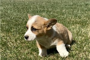 Lonnie - Corgi, Pembroke Welsh for sale