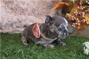 Lassie - French Bulldog for sale