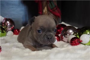 George - French Bulldog for sale