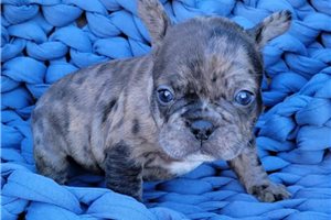 Foster - French Bulldog for sale