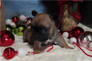 Graham - French Bulldog for sale